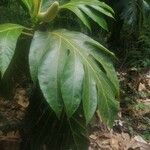 Artocarpus altilis Hoja