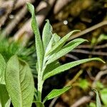 Salix laggeri Feuille