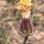 Crepis foetida Flower