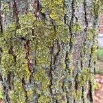Pyrus cordata Casca