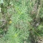 Ambrosia tenuifolia Hoja