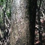 Rhizophora mangle Rinde