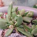Glottiphyllum oligocarpum List