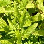 Campanula lactiflora Leaf