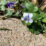 Viola × melissifolia Flower