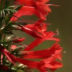 Ipomopsis rubra Flower