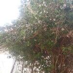 Gossypium herbaceum Libunga
