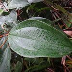 Miconia mirabilis Leaf