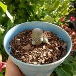 Rebutia heliosa Flower