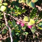 Myrsine africana Mbuma
