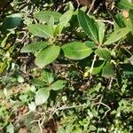 Arbutus andrachne Leaf