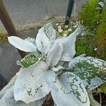 Senecio candidans Hostoa