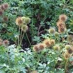 Acaena novae-zelandiae Habitat