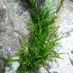 Asplenium septentrionaleЛист