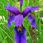 Iris forrestii Flower
