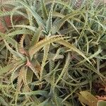 Aloe × spinosissima Hoja