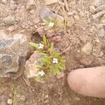 Gayophytum humile Λουλούδι