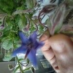 Borago officinalisBlodyn