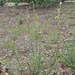 Silene tatarica Habitat