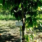 Fagus grandifolia Plante entière