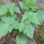 Rubus spectabilis पत्ता