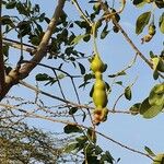 Maerua angolensis Fruit