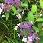 Hydrangea aspera Flower