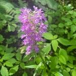 Platanthera psycodesЦветок