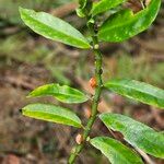 Procris pedunculata Leaf