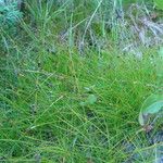 Carex eburnea आदत