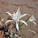 Pancratium maritimumЦвят