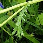 Glebionis segetum Leaf