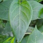 Vinca major Leaf
