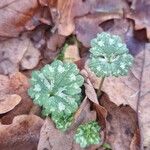 Ranunculus tuberosusBlatt