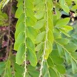 Phyllanthus pulcher Hoja