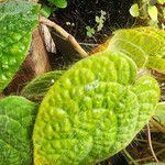 Ficus villosa Leaf