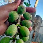 Ficus maxima Froito