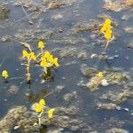 Utricularia foliosa Flower