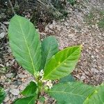 Solanum rovirosanum Ліст