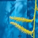 Salix × pendulina Fleur