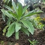 Tournefortia argentea List