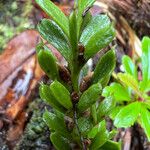 Tmesipteris lanceolata Leaf