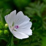 Malva moschata Цвят