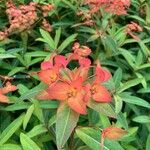 Euphorbia griffithii Flor