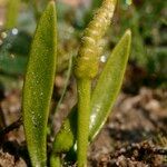 Ophioglossum lusitanicum Други