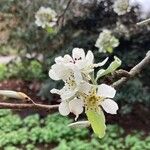 Pyrus salicifolia Blomma