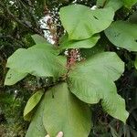 Miconia impetiolaris Leaf