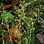 Camelina sativa ശീലം