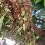 Microgramma vacciniifolia 葉