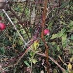 Rosa palustris Bark